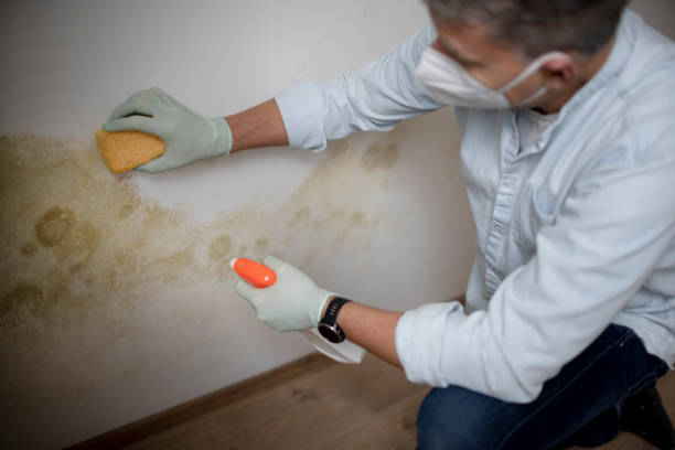 Professional Mold Inspection, Removal & Remediation in Warrenton, VA